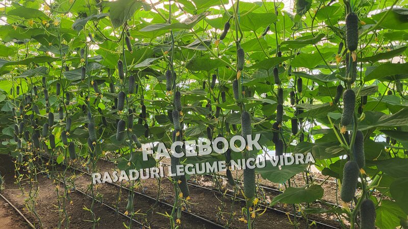 Rasaduri de castraveti: Rasad castraveti Ekol F1, Kitto F1, Ajax F1