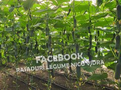 Rasaduri de castraveti: Rasad castraveti Ekol F1, Kitto F1, Ajax F1